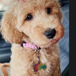 Goldendoodle and Poodle Puppies from Guthrie Farms