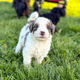 Parmesan - Blue merle male Bernedoodle puppy in Pittsburgh, Pennsylvania from WestPenn Doodles LLC