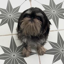 Brussels Griffon All Grown Up from Lavish Griffons