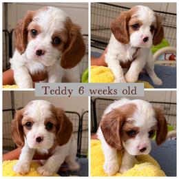 Teddy - Blenheim male Cavalier King Charles Spaniel puppy in Atwater, California from Countryside Royalty Cavaliers