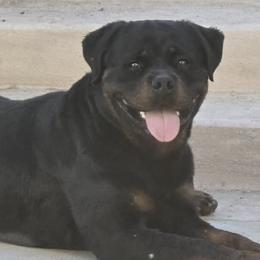 Rottweilers from Bad to the bone Rottweiler kennel