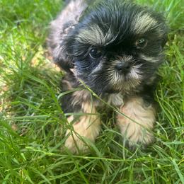 Boy 3 - Black and tan male Shih Tzu puppy in Tenino, Washington from Fantasy Realm Shih Tzus