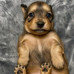 Amelia - Female Shaded Cream - Cream female Dachshund puppy in Biloxi, Mississippi from Southern Doxies