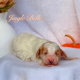 Jingle Belle - Parti female Goldendoodle puppy in Urbana, Illinois from ZaraDoodles