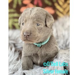 Boots - Chocolate female Labrador Retriever puppy in Sullivan, Missouri from O’Dell Labs