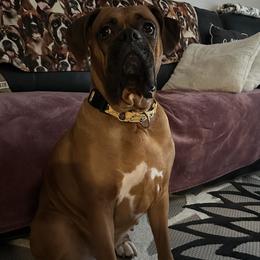 Stella - Boxer