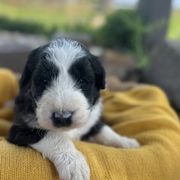 Border Collie and Bordoodle Puppies from Pecan Grove Acres’ Pups