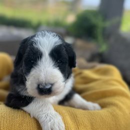 Border Collie and Bordoodle Puppies from Pecan Grove Acres’ Pups