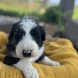 Border Collie and Bordoodle Puppies from Pecan Grove Acres’ Pups
