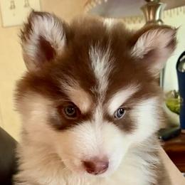 Siberian Husky puppies from TRUHUSKY SIBERIANS