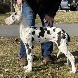 Great Dane Puppies from Lotsaspots Danes