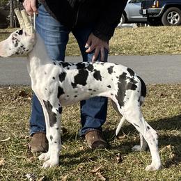 Great Dane Puppies from Lotsaspots Danes