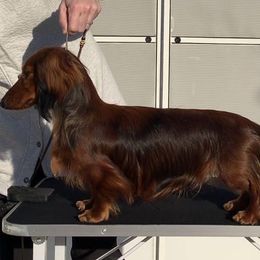 Dachshund All Grown Up from Atlas Dachs