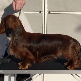 Dachshund All Grown Up from Atlas Dachs