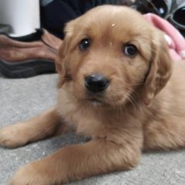 Companion Cross and Golden Retriever Puppies from Happy Tails Mini Goldens