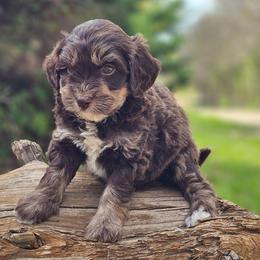 Reeses - Tri-color male Bernedoodle puppy in Salem, Missouri from Meadowbrook Poodles