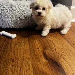 Yellow girl - White female Bichon Frise puppy in Wilmington, North Carolina from Cape Fear Bichons