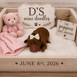 Girl 1 - Red  female Goldendoodle puppy in Pawtucket, Rhode Island from Ds_minidoodles