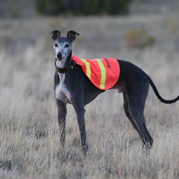 Whippet All Grown Up from Nota Bene whippets