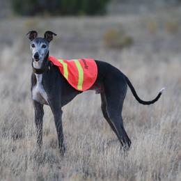 Whippet All Grown Up from Nota Bene whippets