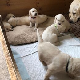 Golden Retriever Puppies from Bent Golden Retrievers