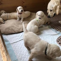 Golden Retriever Puppies from Bent Golden Retrievers