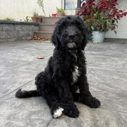 Monroe - Black and white female Sheepadoodle puppy in Lancaster, Pennsylvania from Bitler Family Puppies