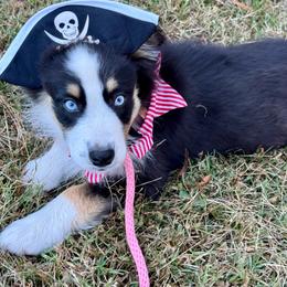 Harry - Black tri male Miniature Australian Shepherd puppy in Patterson, North Carolina from DreamLine Aussies