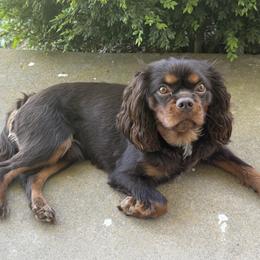 Louis - Cavalier King Charles Spaniel
