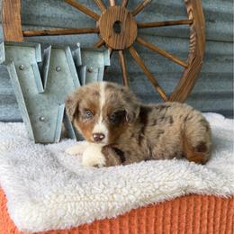 Maxwell - Red merle male Miniature Australian Shepherd puppy in Checotah, Oklahoma from Wild Outlaw Aussies