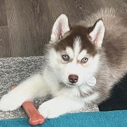 Dark Helmet (blue eyes) - Red and white male Siberian Husky puppy in Heppner, Oregon from Yuki Ookami Show Kennel