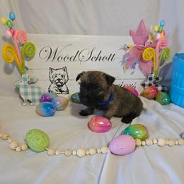 Mr Blue - Red brindle male Cairn Terrier puppy in Savannah, Missouri from WoodSchott Cairn Terriers