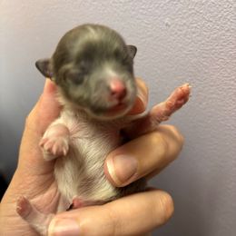 Blue Parti Girl - Blue parti female Pomeranian puppy in Douglas, Massachusetts from Country Oak Poms LLC