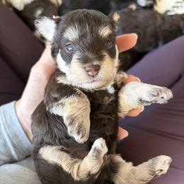 Lucy - Liver female Miniature Schnauzer puppy in Nederland, Texas from Daffodil Dogs