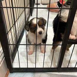 Lightning - Blue merle male Toy Australian Shepherd puppy in Brentwood, California from Itty Bitty Aussies