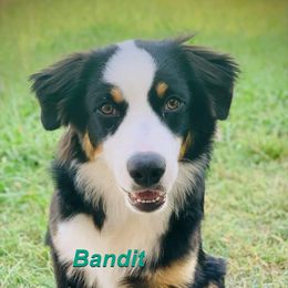 Australian Shepherd All Grown Up from LL Farm Australian Shepherds