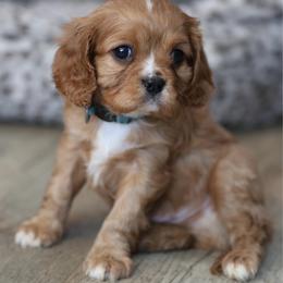 Romeo - Ruby male Cavalier King Charles Spaniel puppy in Payette, Idaho from Stonewick Retrievers