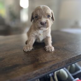 Peaches - Apricot female Cavapoo puppy in Strasburg, Pennsylvania from Still Water Puppies
