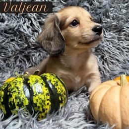 Valjean - Cream male Dachshund puppy in Eureka, California from Seaside Doxies