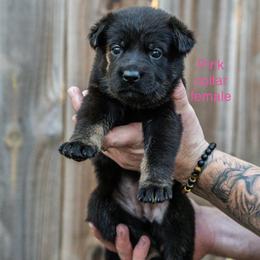 Pink Collar Girl - Bi-color female German Shepherd puppy in Universal City, Texas from Jaxinhaus German Shepherds
