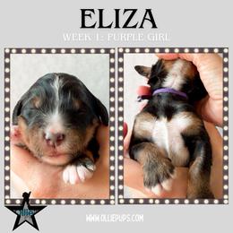 Eliza (Purple collar) - Tri-color female Bernedoodle puppy in Boiling Springs, South Carolina from OlliePups, LLC