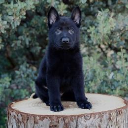Dax - Black male German Shepherd puppy in Coarsegold, California from Yosemite Shepherds