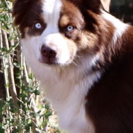 Miniature Australian Shepherds from Kay & Tay’s Mini Aussies