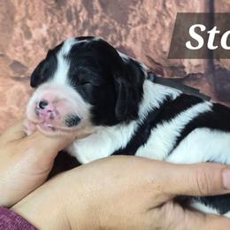 Stormy - Parti female Goldendoodle puppy in Eugene, Oregon from Oregon's Legendary Goldendoodles