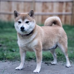 Aurora - Shiba Inu