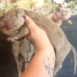 Marinara - Brindle male Great Dane puppy in Lehigh Acres, Florida from Florida Wrinkles