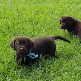 Labrador Retriever Puppies from Silver Birch Labrador Retrievers