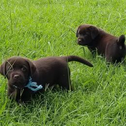 Labrador Retriever Puppies from Silver Birch Labrador Retrievers