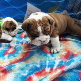 Bulldog Puppies from EMR’s Bulldogs