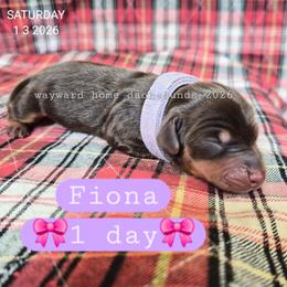 Fiona - Chocolate and tan female Dachshund puppy in Harrodsburg, Kentucky from Wayward Home Dachshunds